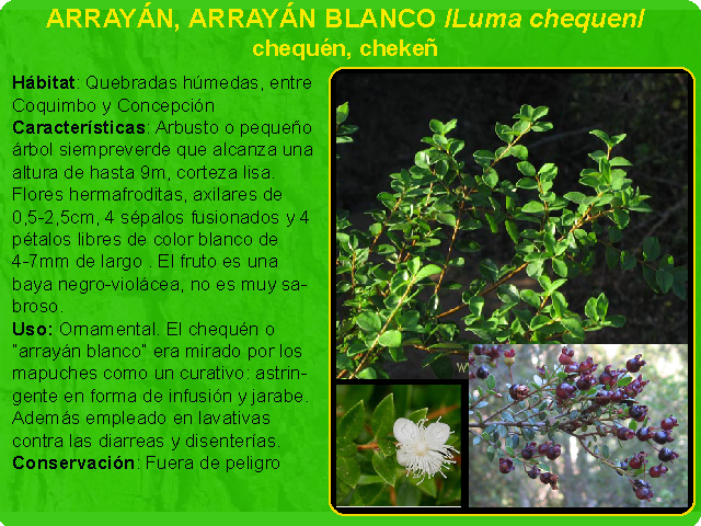 ARRAYÁN (ENDÉMICO) – Colina: Paisaje e Historia